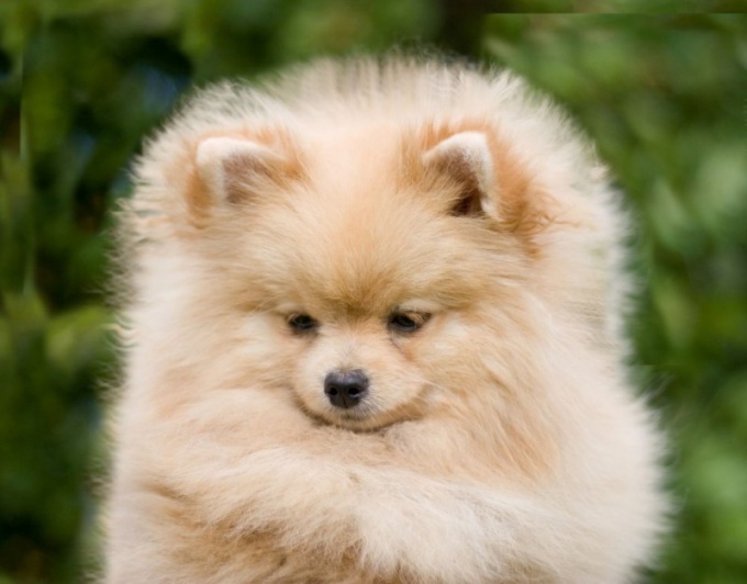 How to care for a puppy Pomeranian