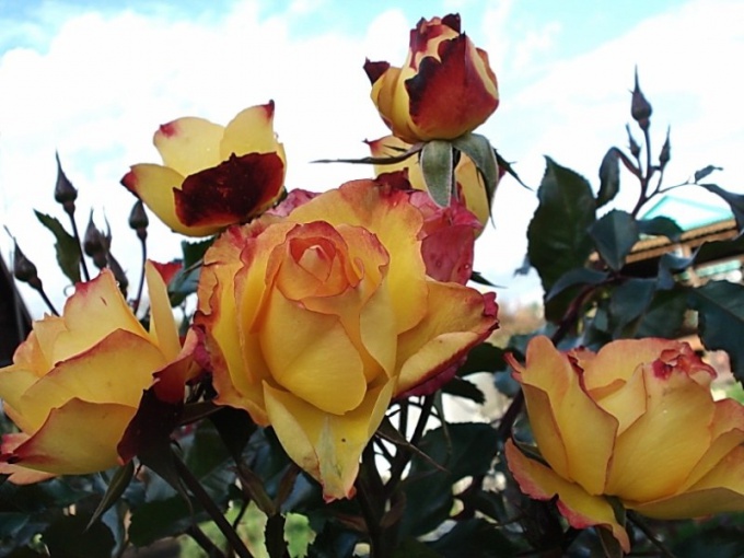 Rose varieties suitable for cultivation in Central Russia 