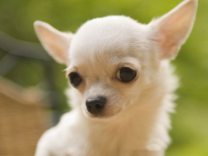 What are the characteristics of the breed Chihuahua-mini