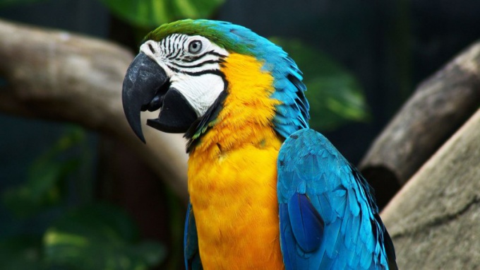 Как выбрать и купить попугая ара 