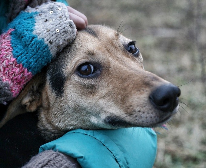 How to identify a dog in a shelter