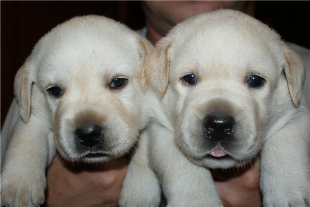 How to choose a puppy Labrador Retriever 