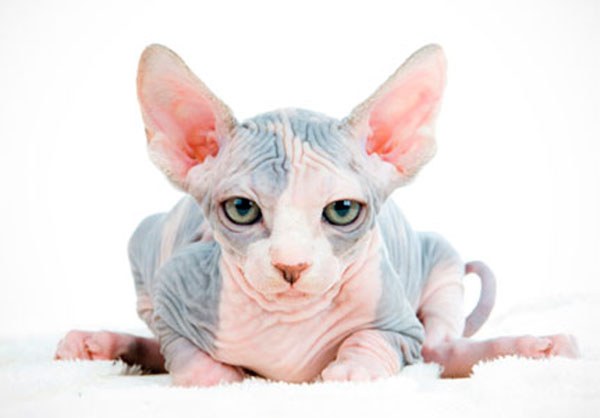 How to care for a cat of breed the canadian Sphynx