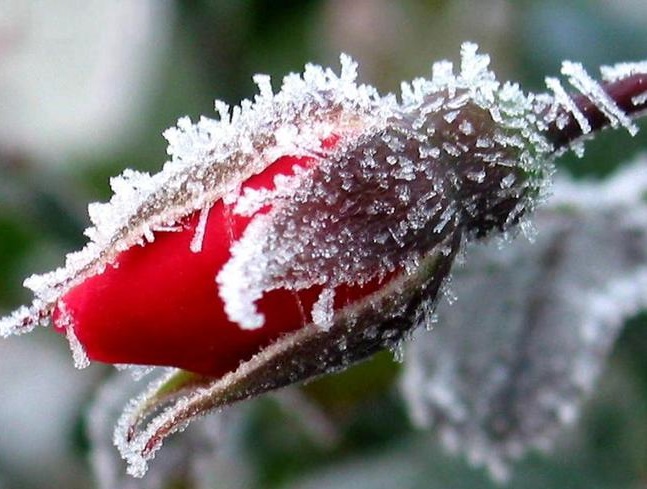 Как защитить растения от заморозков весной