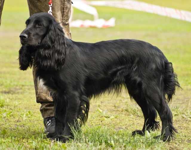 How to train a Russian Spaniel