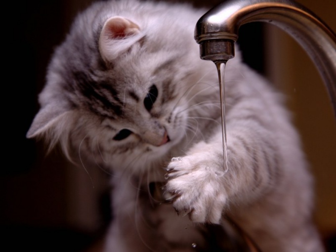 Почему кошки воды боятся