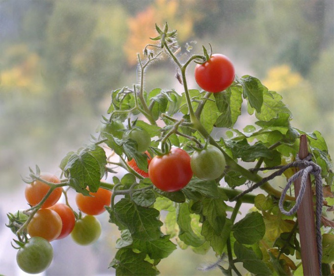 Growing tomatoes