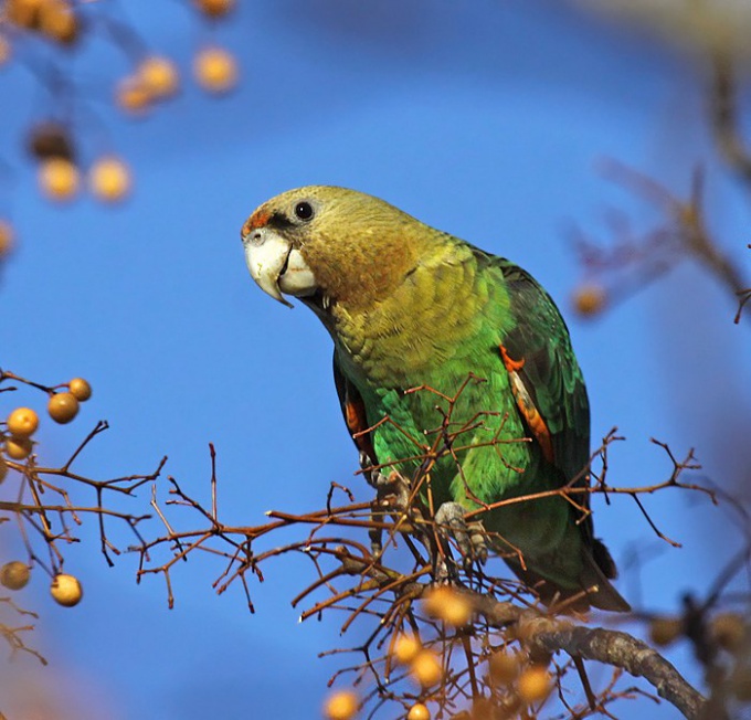 Sick parrot becomes sluggish and apathetic