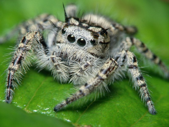 Как узнать ядовитого паука