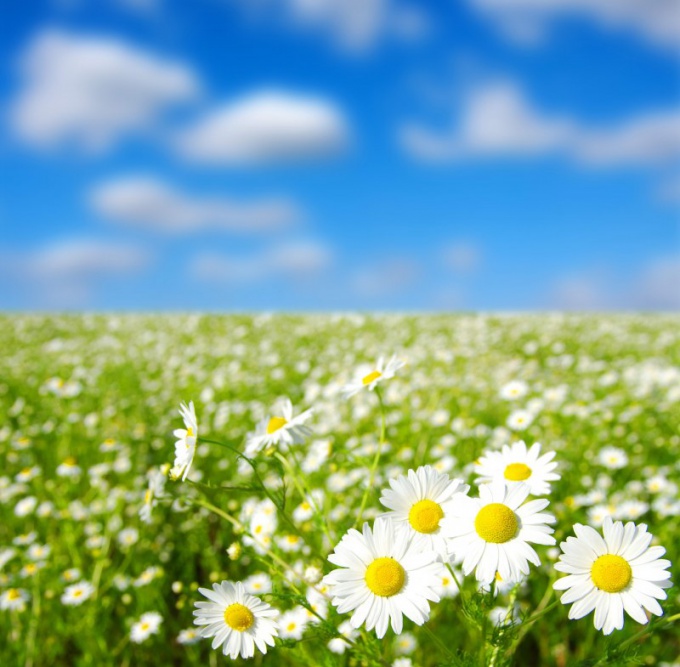 The use of baths of chamomile