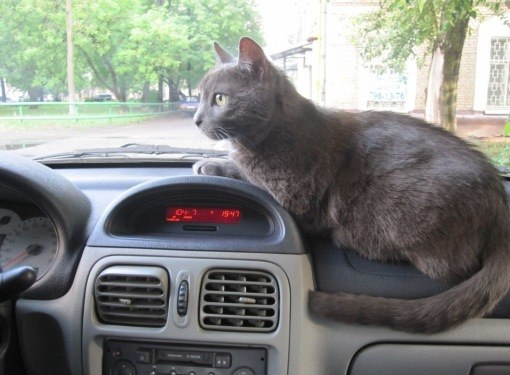 Почему кота укачивает в авто