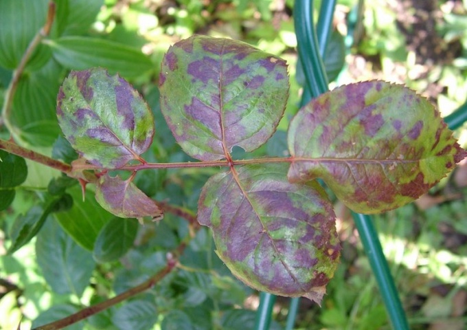 How to get rid of black spots on roses