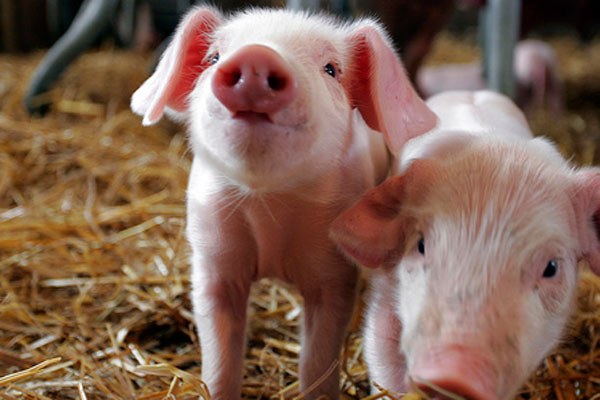 Healthy piglets - the key to big gains