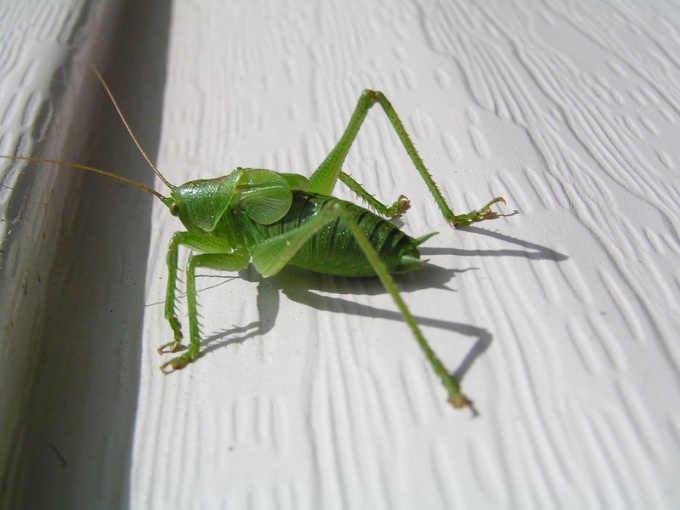 Grasshopper than a locust