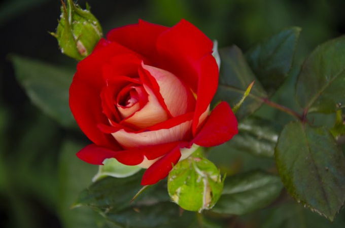 Почему роза — символ Англии