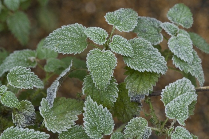 Why nettle stings