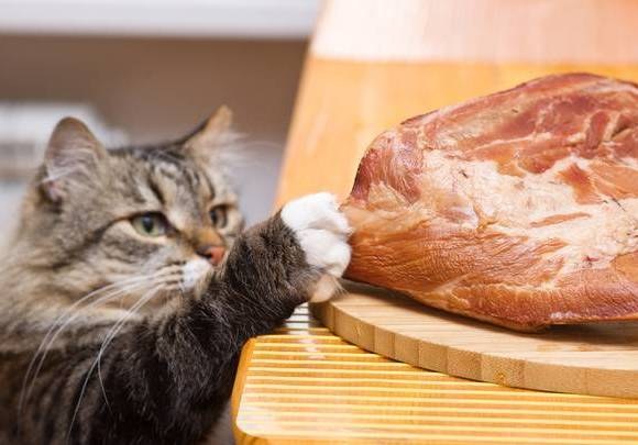 Дозволено ли кошкам есть людскую пищу