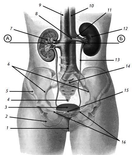 The organs of the urogenital system. Their urologist treats