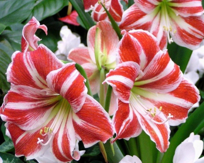 How to care for a Lily tree
