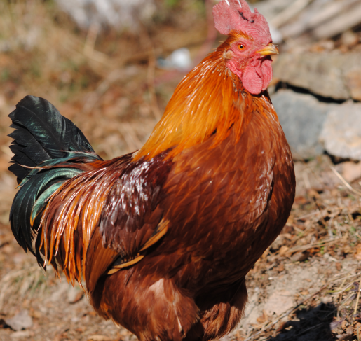 How to rid chickens of lice