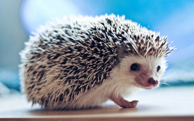 What to eat hedgehogs