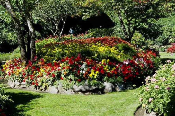 Some garden flowers growing in the shade