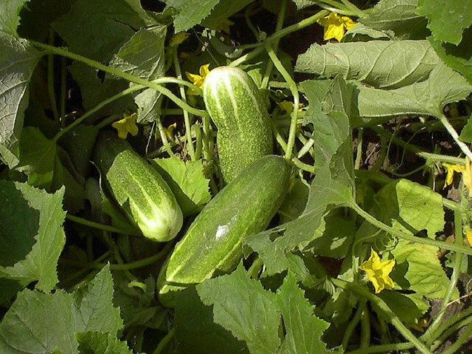 Cucumbers