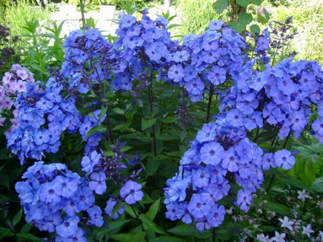 Phlox