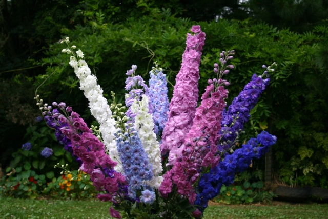 Delphinium