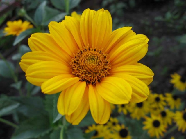 Heliopsis