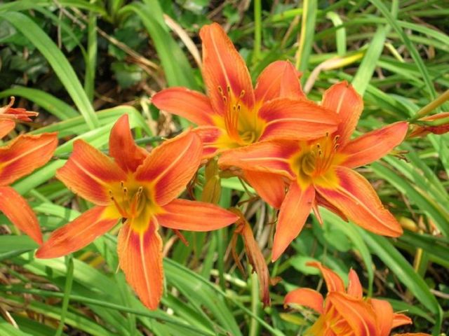 Daylilies