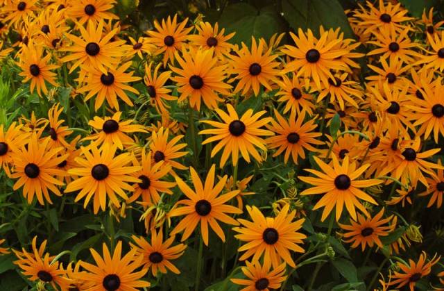 Rudbeckia