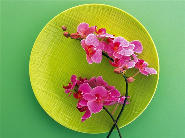 How to care for orchids at home