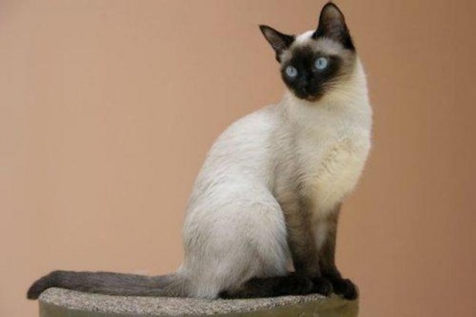 Сиамская вислоухая кошка фото
