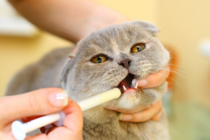 Как вывести глистов у кошки