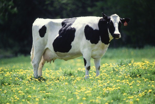 Как вылечить от мастита корову