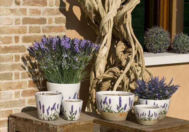 In Sunny weather, the lavender out in the garden or put on the balcony 