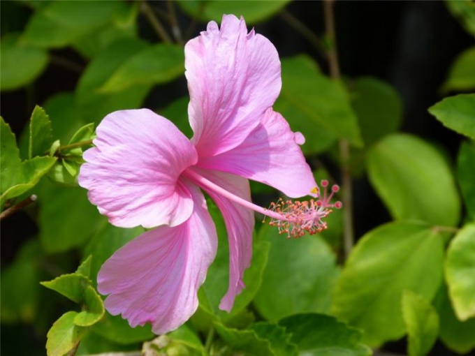 How propagate hibiscus