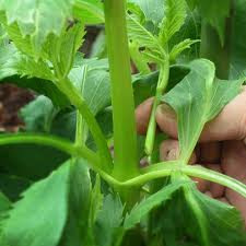 Removal of laterals from the stem of a Dahlia