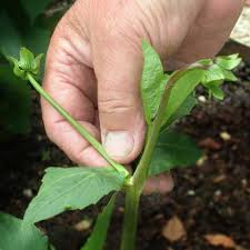 Removal of excess flower buds