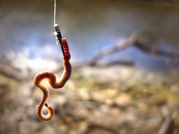 The worm is the best bait for fishing