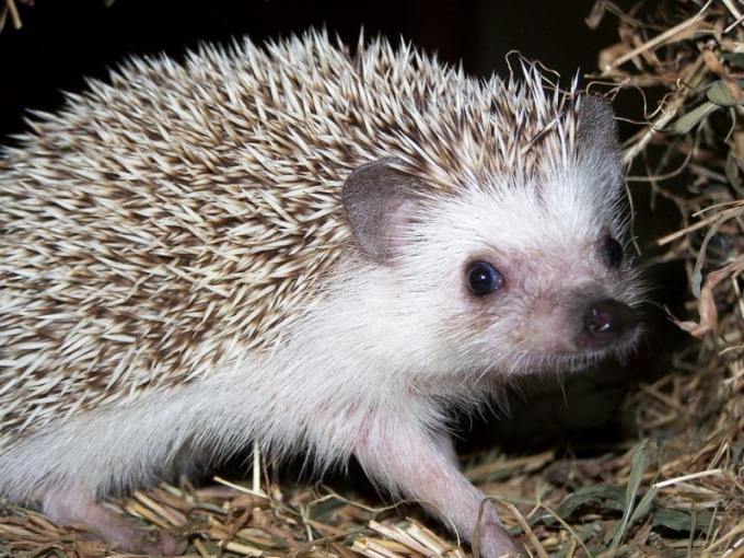 Where and how hedgehogs hibernate