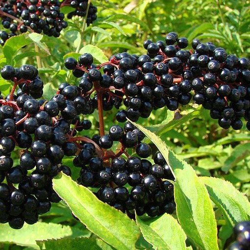 What are ornamental shrubs with black berries