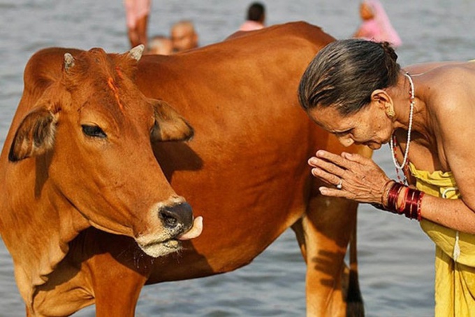 какое мясо едят в индии если корова священное животное