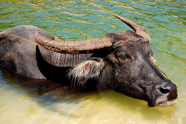 Что за животное - водяной буйвол