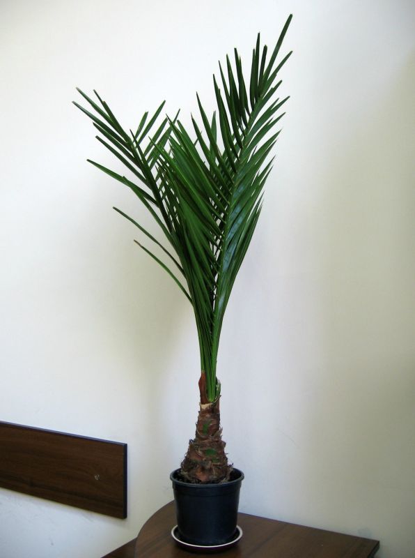 Как вырастить настоящую финиковую пальму из обычной косточки