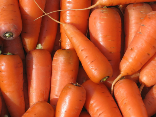 Как вырастить вкусную и сладкую морковь