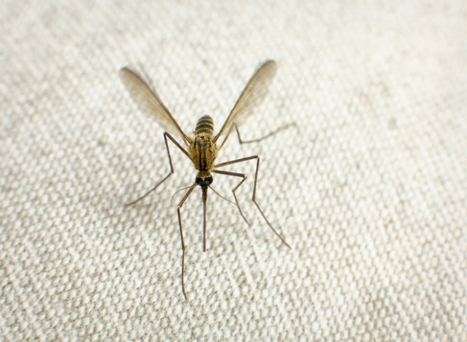 Способы спасения от комаров