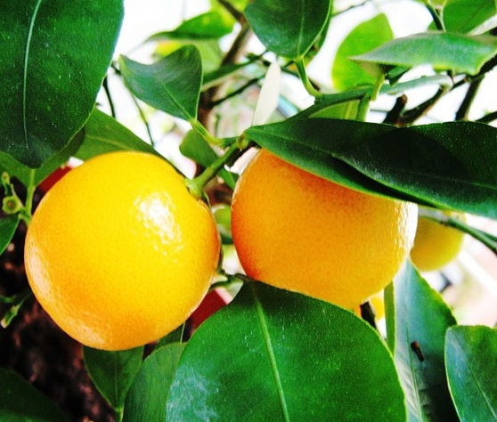 Как вырастить апельсин из косточки