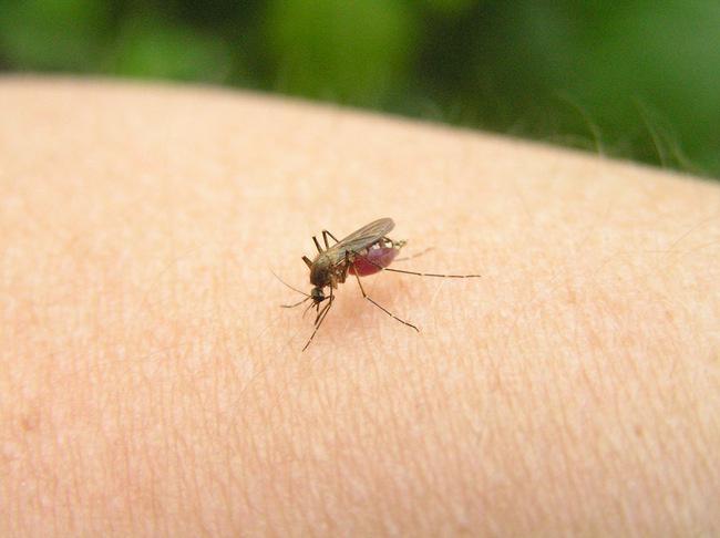 Как избавиться от комаров, не используя репелленты 
